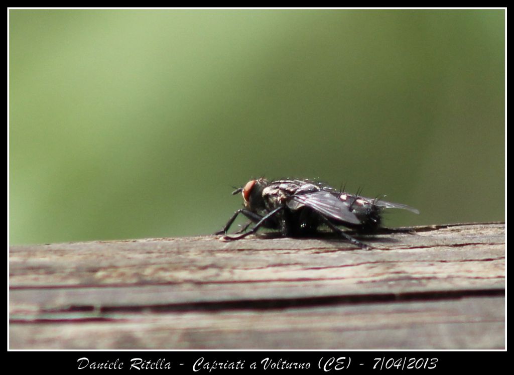 Identificazione 1!!!